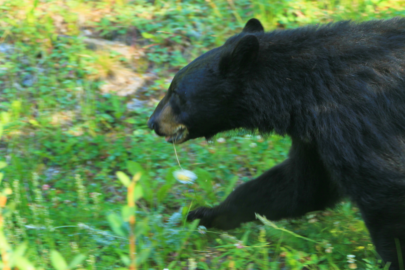 Braunbär mit Blume