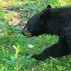 Braunbär mit Blume