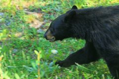 Braunbär mit Blume