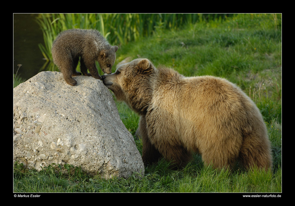 Braunbär mit Jungem • Poing, Deutschland (16-21744)