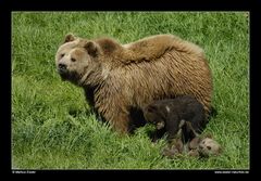 Braunbär mit Jungen • Poing, Deutschland (16-21727)