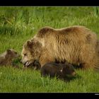 Braunbär mit Jungen • Poing, Deutschland (16-21732)