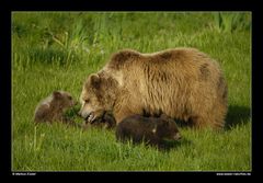 Braunbär mit Jungen • Poing, Deutschland (16-21732)