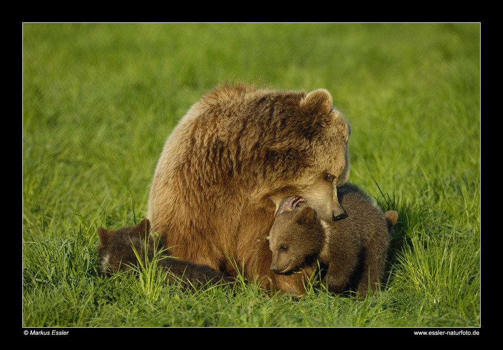 Braunbär mit Jungen • Poing, Deutschland (16-21736)