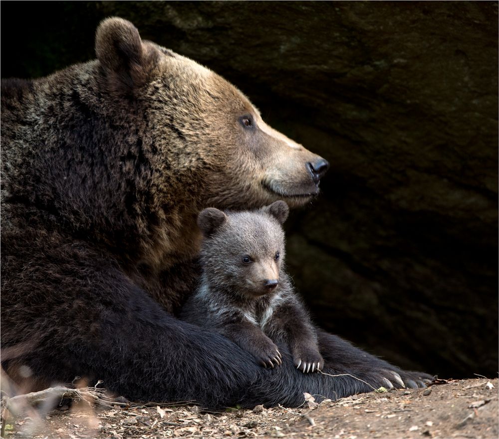 Braunbär mit Junges