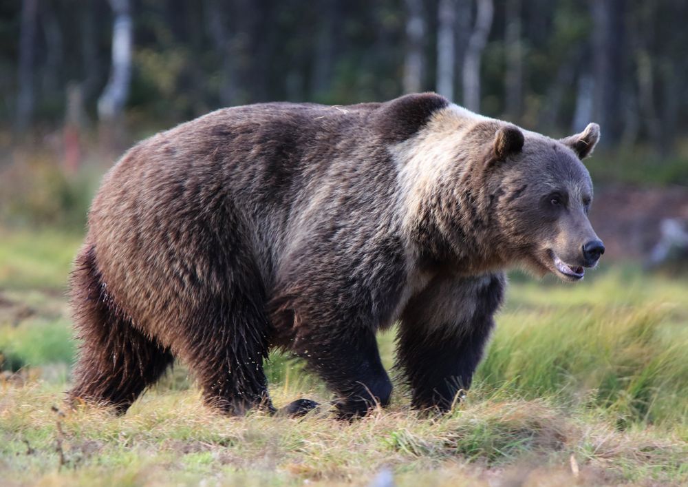 Braunbär mit Kragen