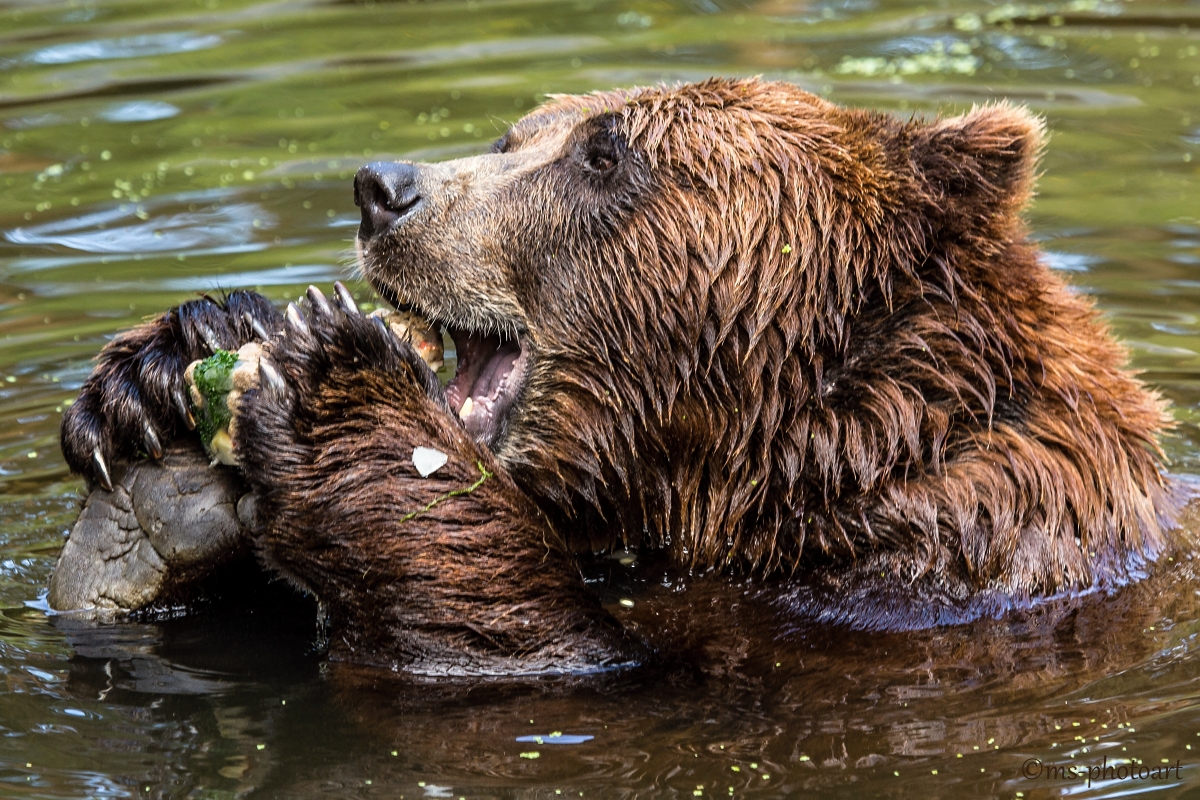 Braunbär mit lecker Eistorte