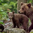 Braunbär mit Nachwuchs