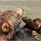 Braunbär mit Zahnstock