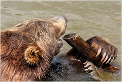 Braunbär mit Zahnstock