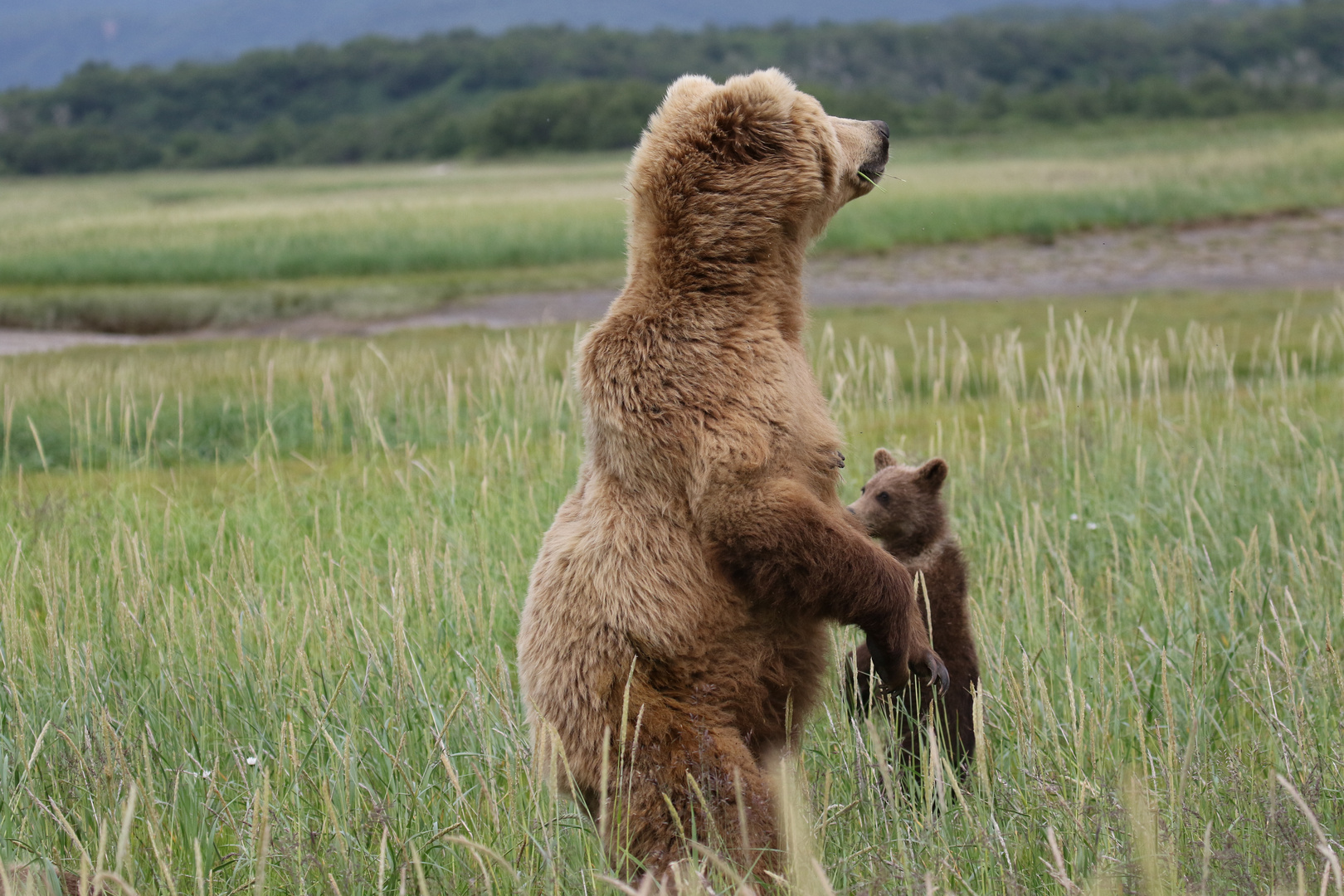 Braunbär Mutter mit Kind