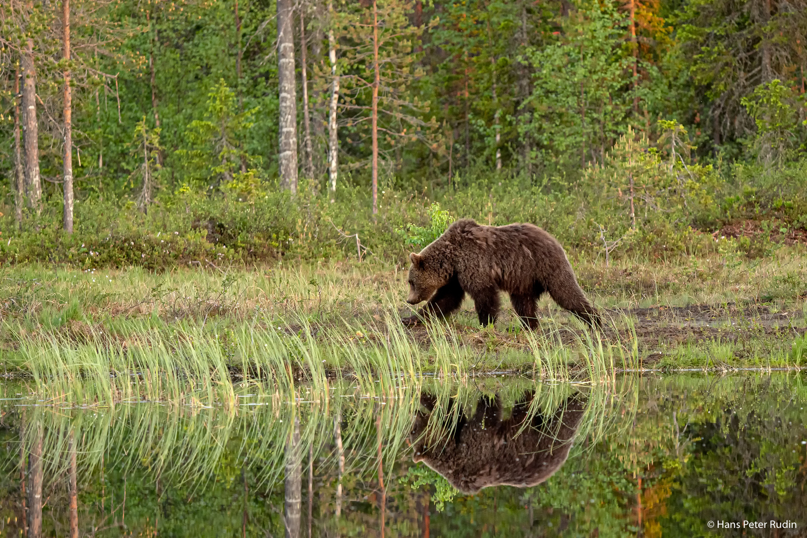 Braunbär – Ortswechsel am See