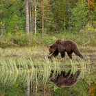 Braunbär – Ortswechsel am See