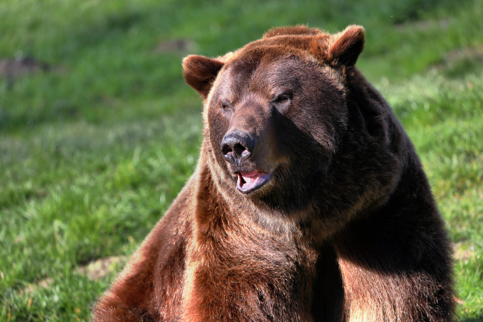 Braunbär-Portrait