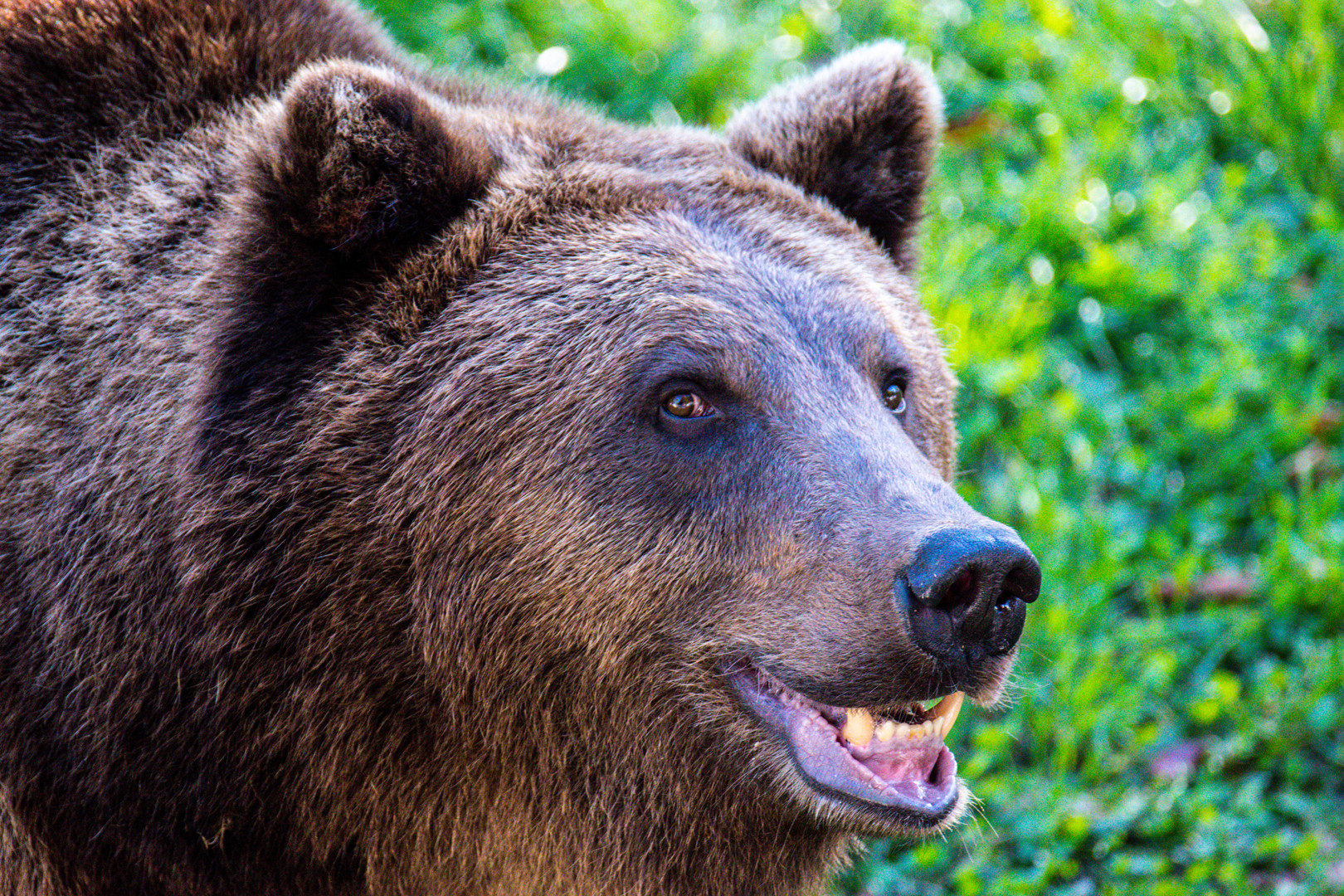 Braunbär Portrait 