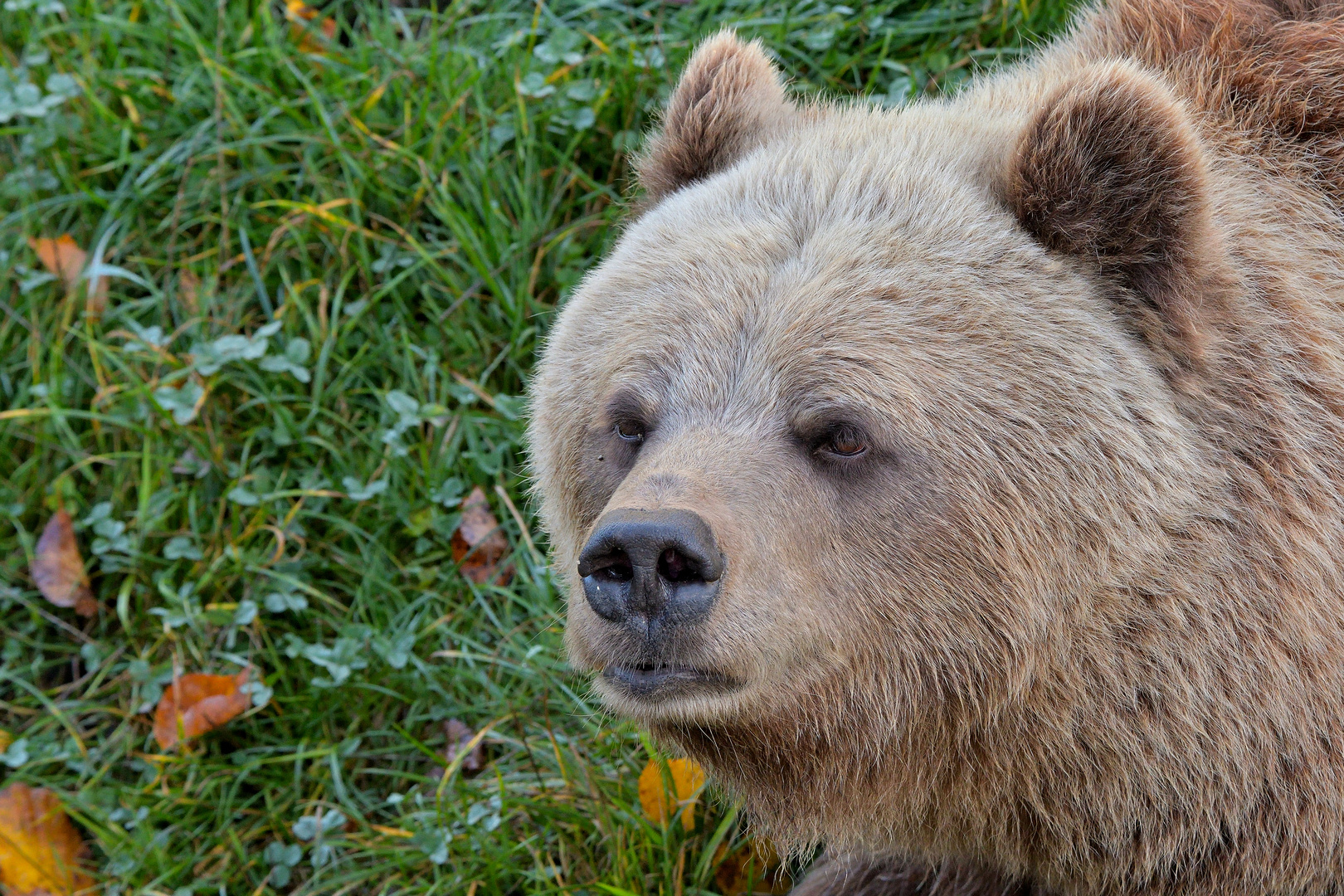 Braunbär Portrait