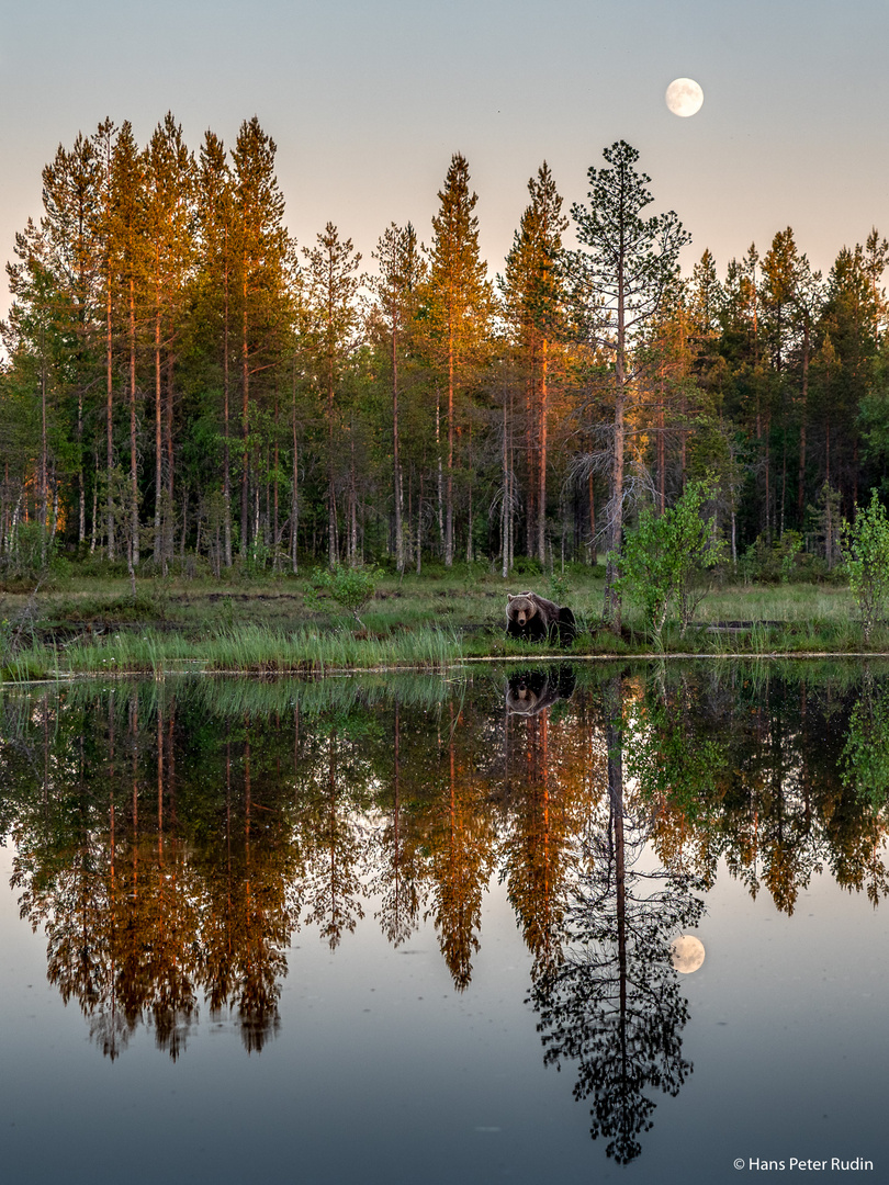 Braunbär, See und Mond – Traumhaft