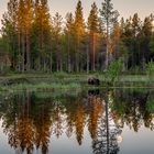 Braunbär, See und Mond – Traumhaft