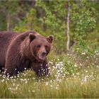 Braunbär streift durch den Sumpf