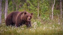 Braunbär streift durch den Sumpf