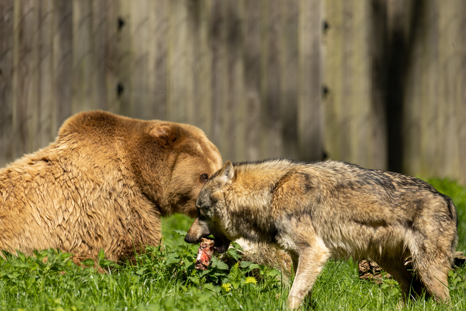 Braunbär u. Europäischer Wolf