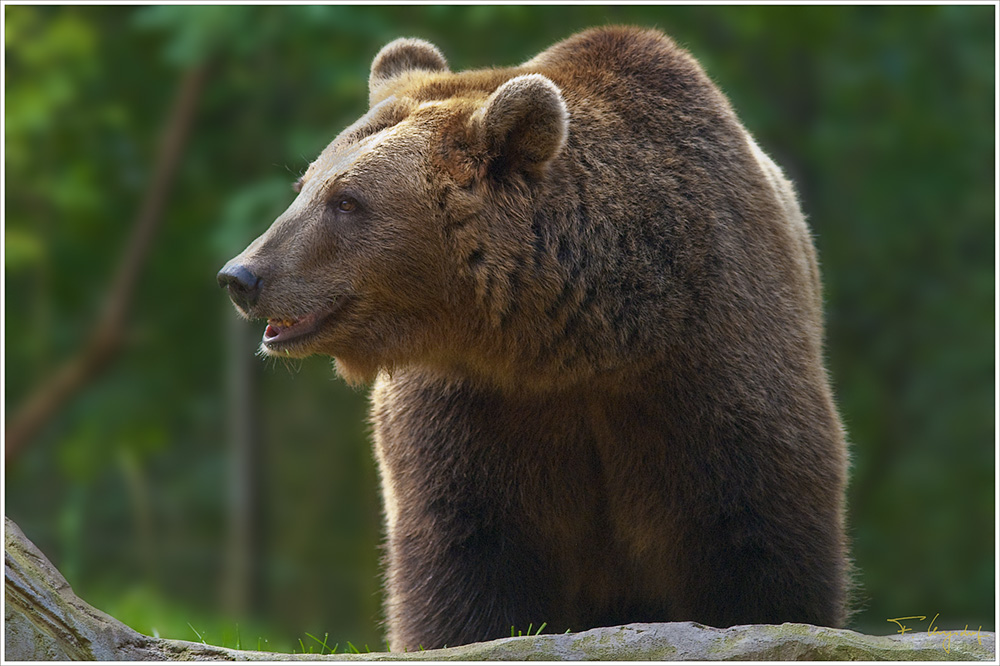 Braunbär (Ursus arctos)