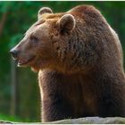 Braunbär (Ursus arctos)