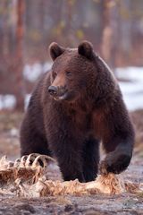 Braunbär (Ursus arctos)