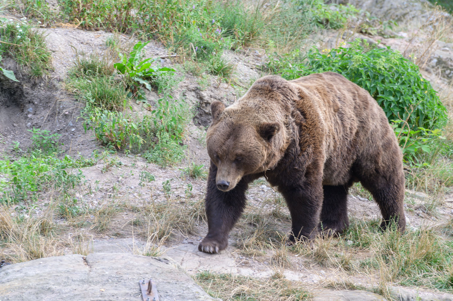 Braunbär (Ursus arctos)...