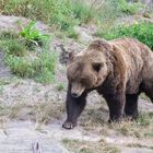 Braunbär (Ursus arctos)...