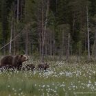 Braunbär (Ursus arctos); Bärenmutter mit drei Jungbären