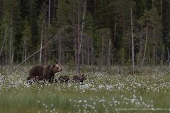 Braunbär (Ursus arctos); Bärenmutter mit drei Jungbären