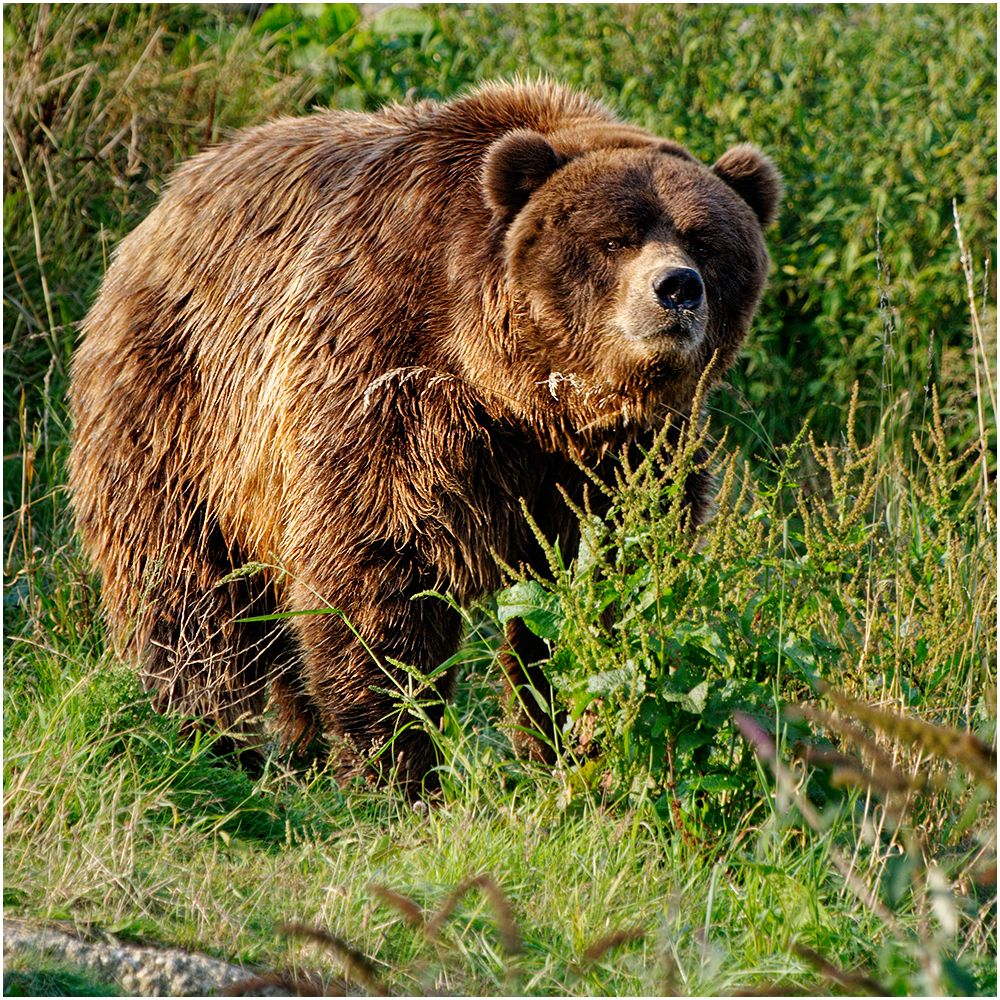 Braunbär ( Ursus arctos)