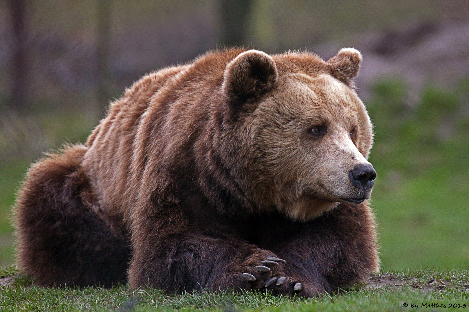 Braunbär (Ursus arctos)