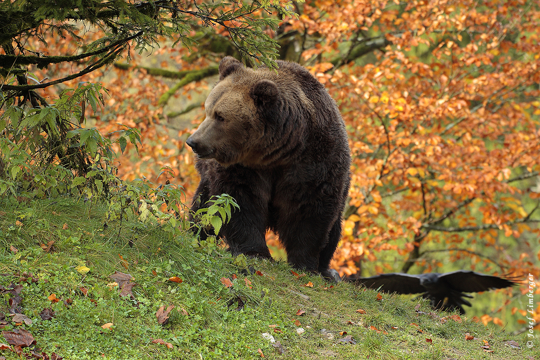 Braunbär (Ursus arctos) Copyright Josef Limberger 