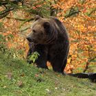 Braunbär (Ursus arctos) Copyright Josef Limberger 