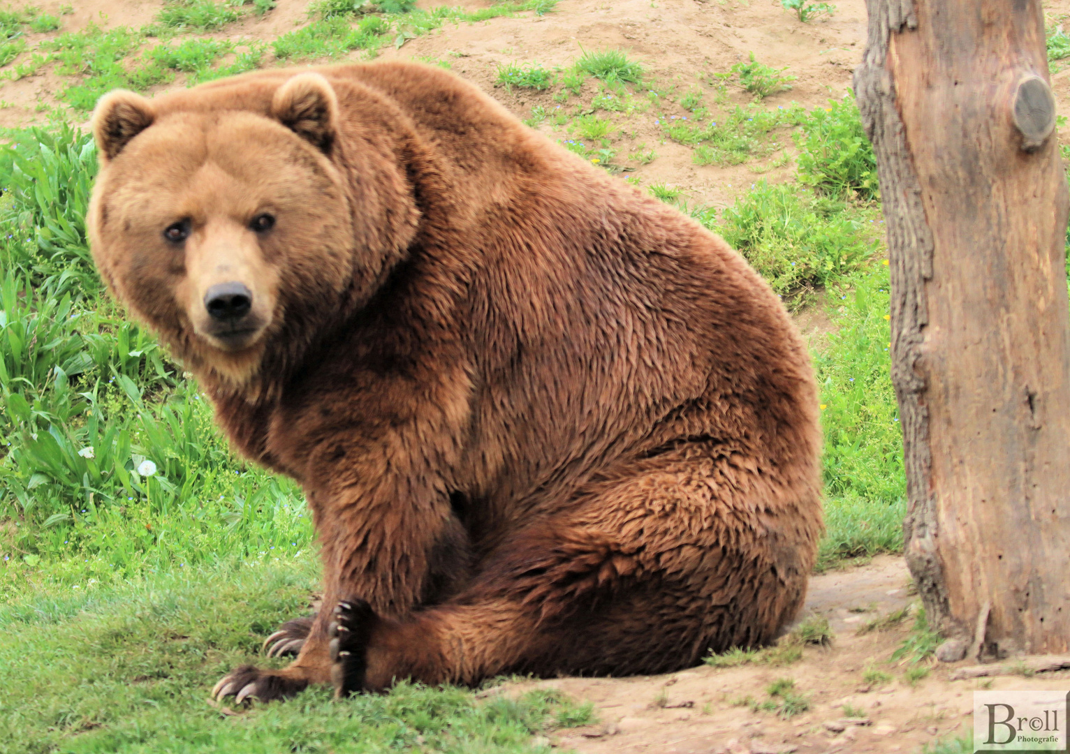 Braunbär (Ursus arctos)