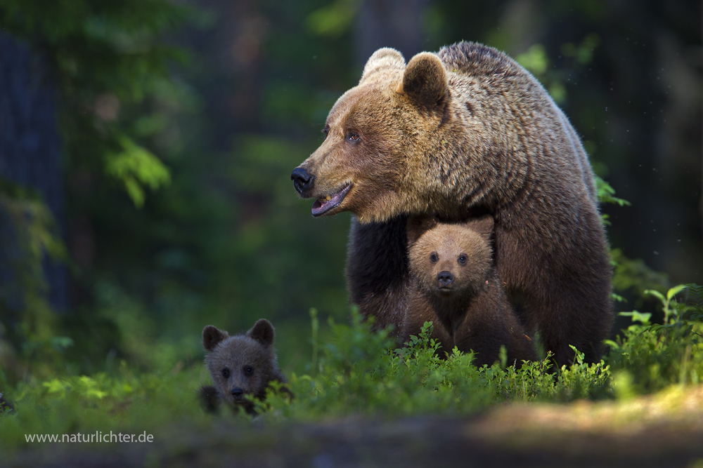 Braunbär (Ursus arctos)