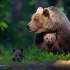 Braunbär (Ursus arctos)