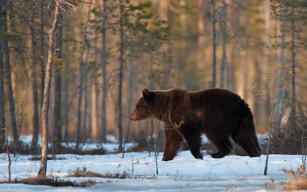 Braunbär (Ursus arctos) II