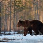 Braunbär (Ursus arctos) II