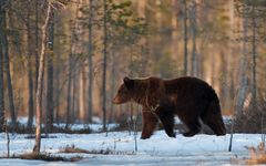 Braunbär (Ursus arctos) II