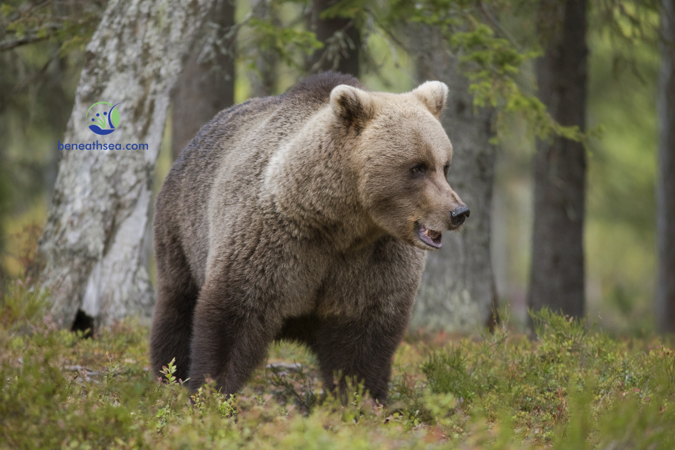 Braunbaer ( Ursus arctos ) in freier Wildbahn