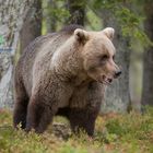 Braunbaer ( Ursus arctos ) in freier Wildbahn