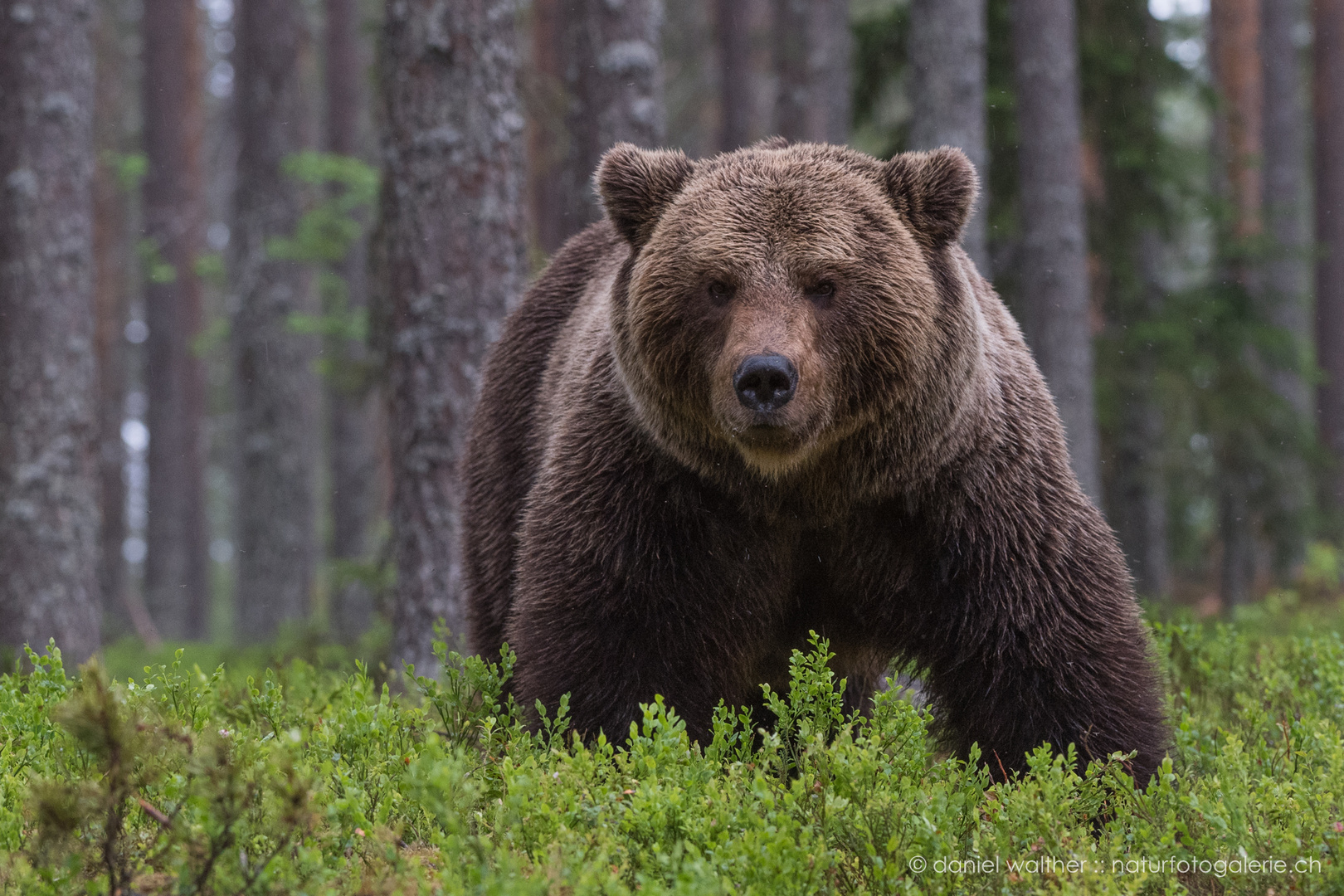 Braunbär (Ursus arctos); König des Waldes