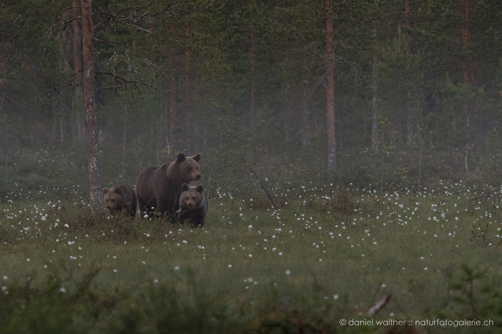 Braunbär (Ursus arctos); morgens um 2:30 Uhr im Moor