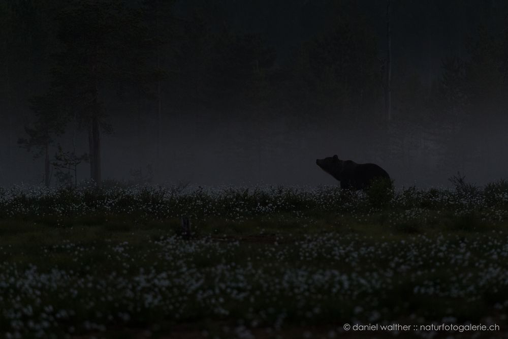 Braunbär (Ursus arctos); mystisch