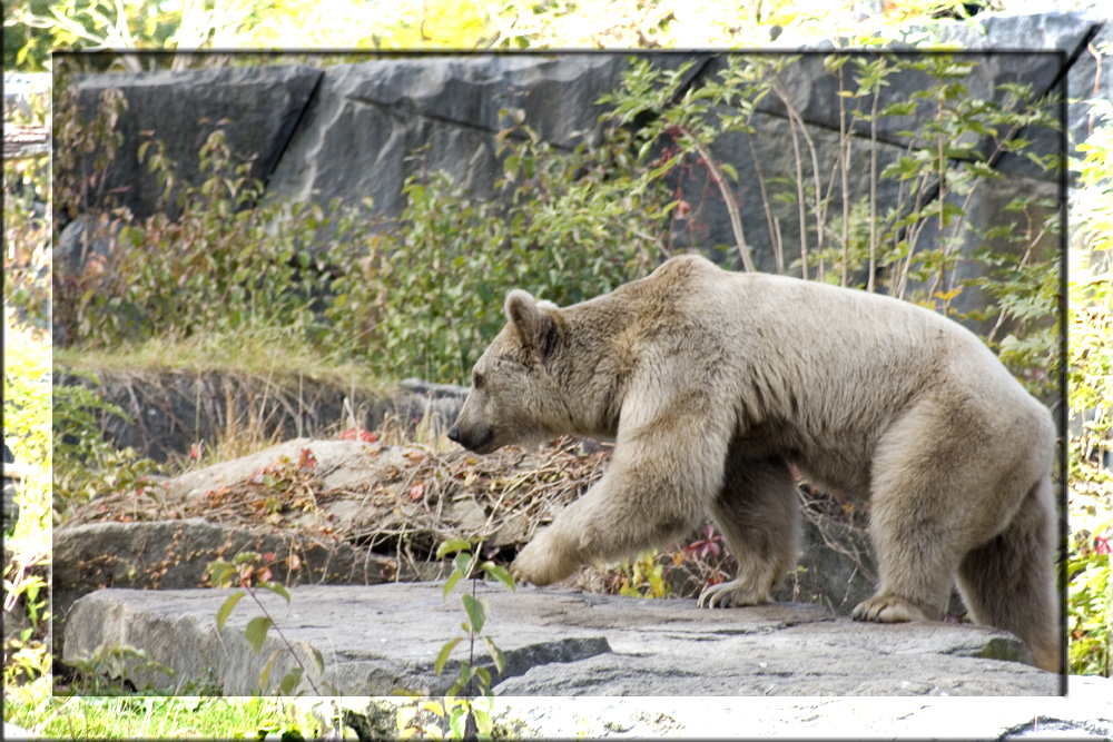 Braunbär - Verwandschaft zu Bruno?