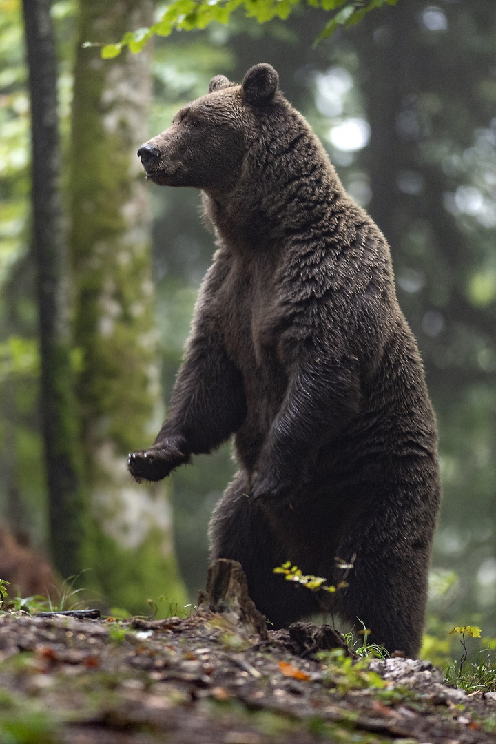 BraunBär von Slowenien