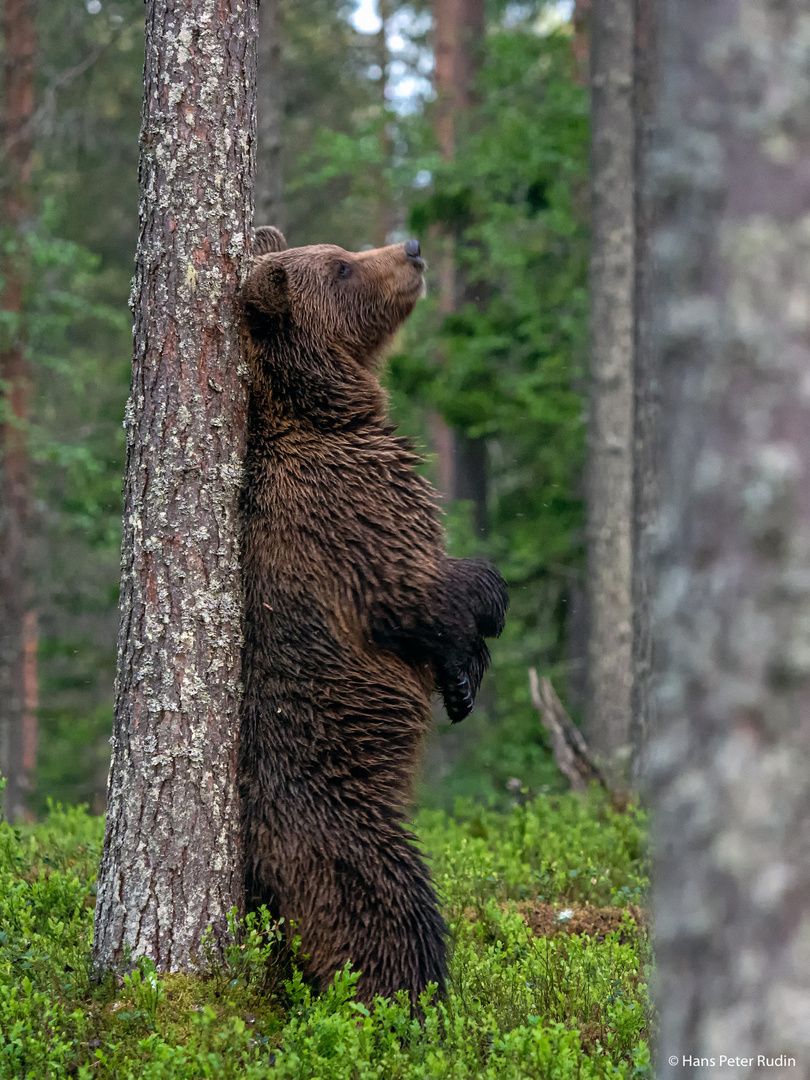 Braunbär – Wenn's juckt…